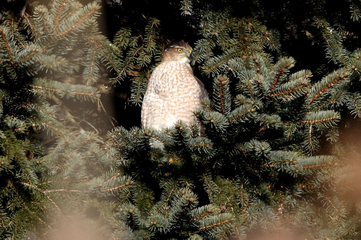 Cooper's Hawk - BRUCE FINNAN