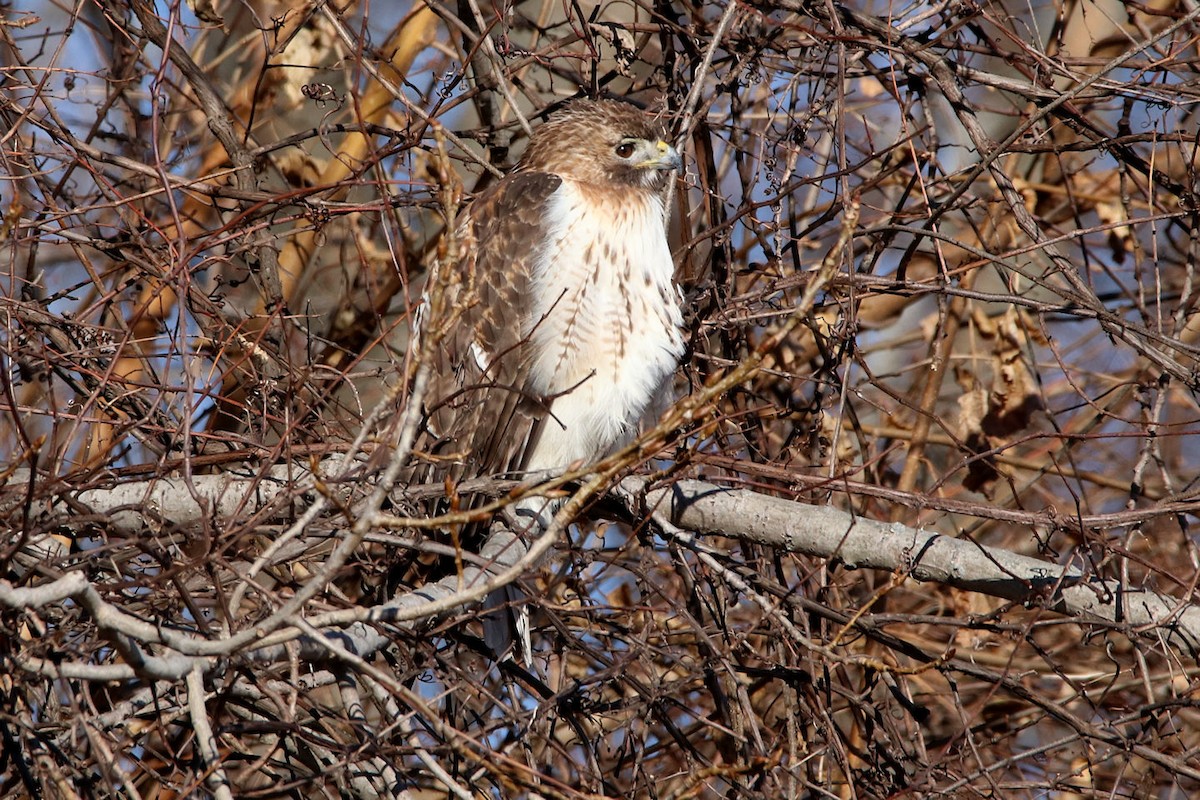 Buse à queue rousse - ML83325141