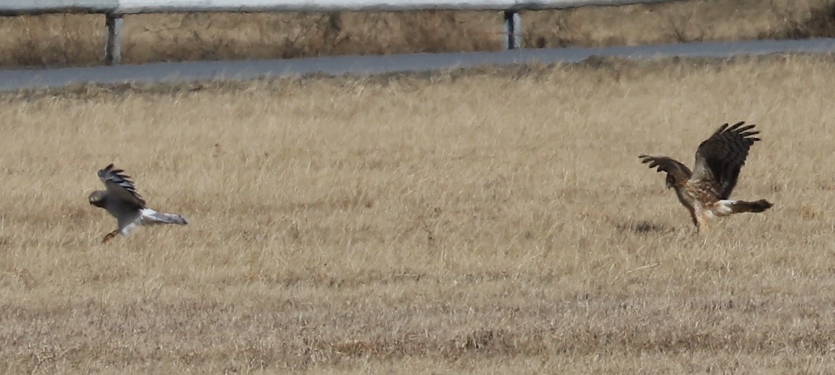 Northern Harrier - ML83326271