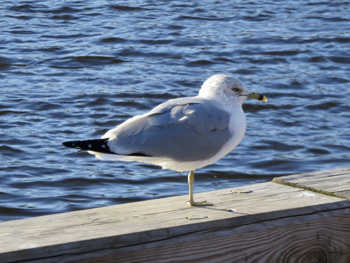 Ring-billed Gull - ML83330171