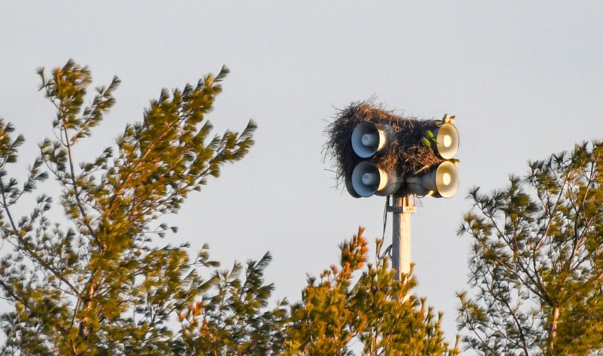 Monk Parakeet - ML83331271