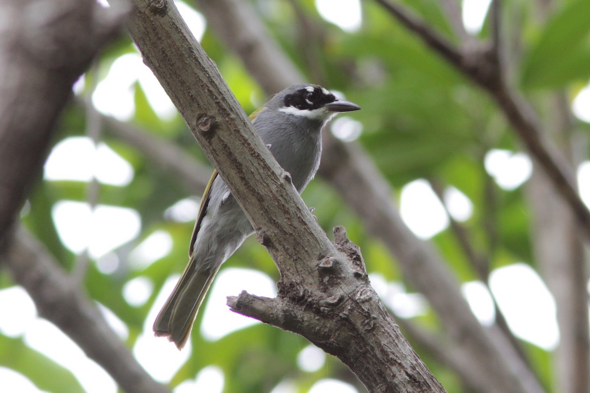 Gray-crowned Palm-Tanager - ML83336281