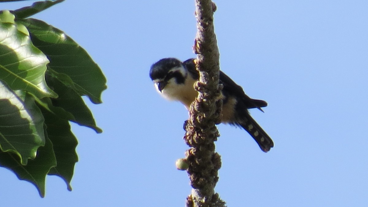 Black-thighed Falconet - Lachlan Lamont