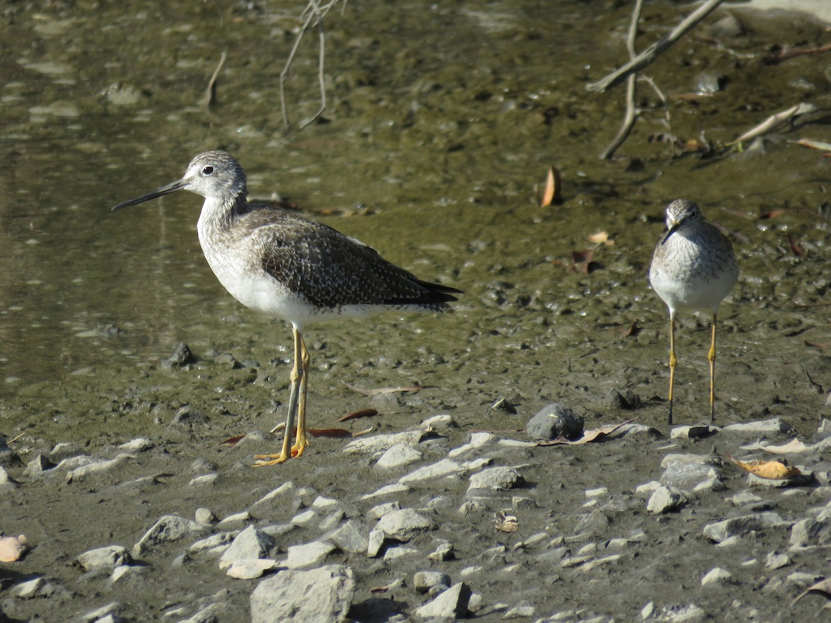 Greater Yellowlegs - John van Dort