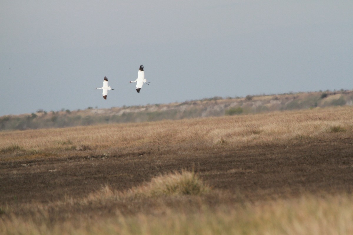 Grulla Trompetera - ML83343091