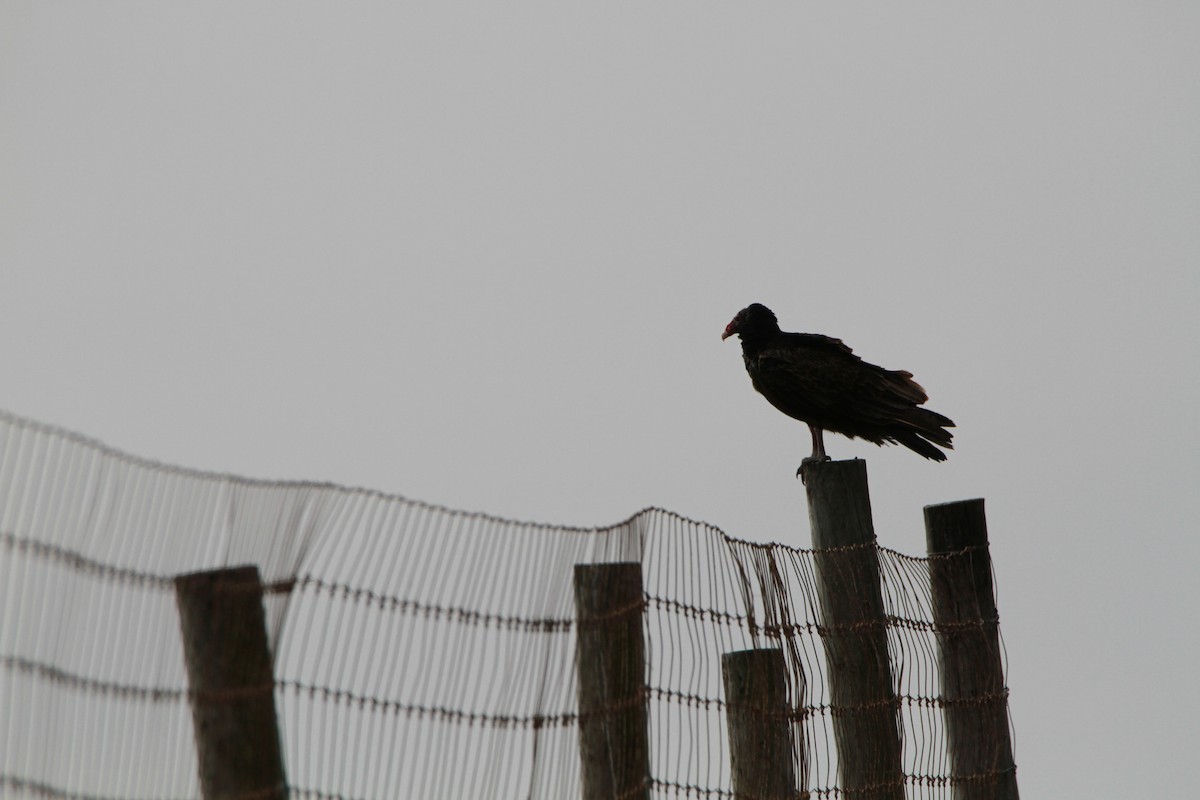 Turkey Vulture - Brent Ortego