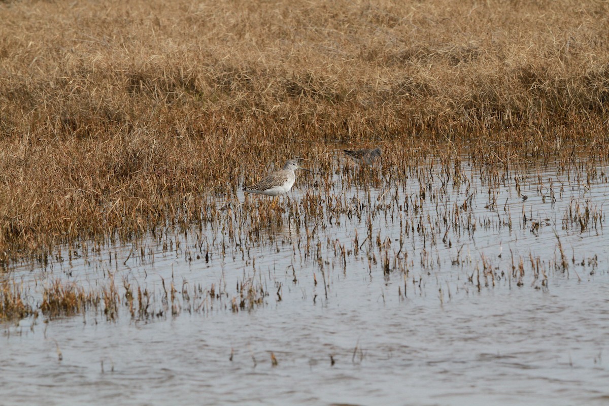 Greater Yellowlegs - Brent Ortego