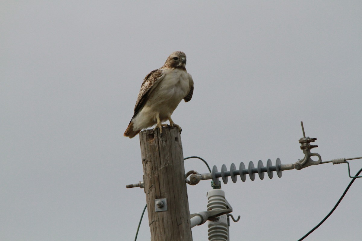 Red-tailed Hawk - Brent Ortego