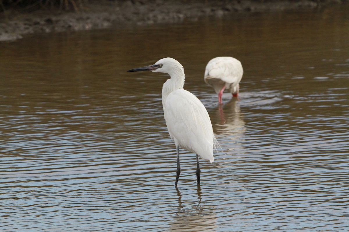 Reddish Egret - Brent Ortego