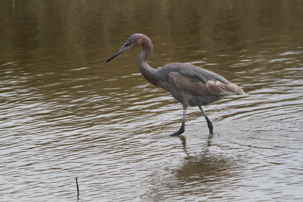 Reddish Egret - ML83343361