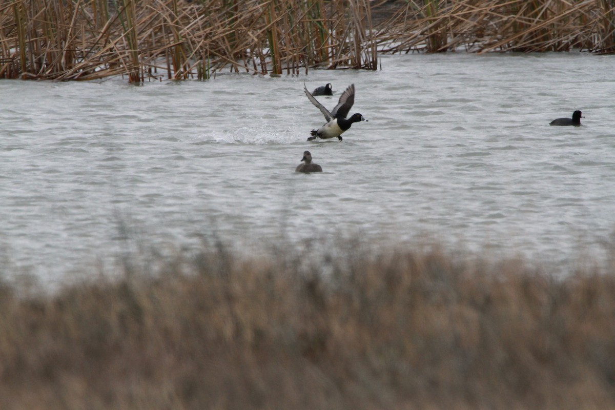 Ring-necked Duck - Brent Ortego