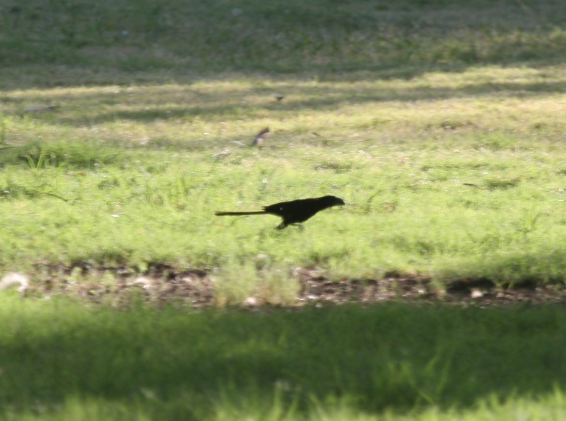 Groove-billed Ani - ML83345511