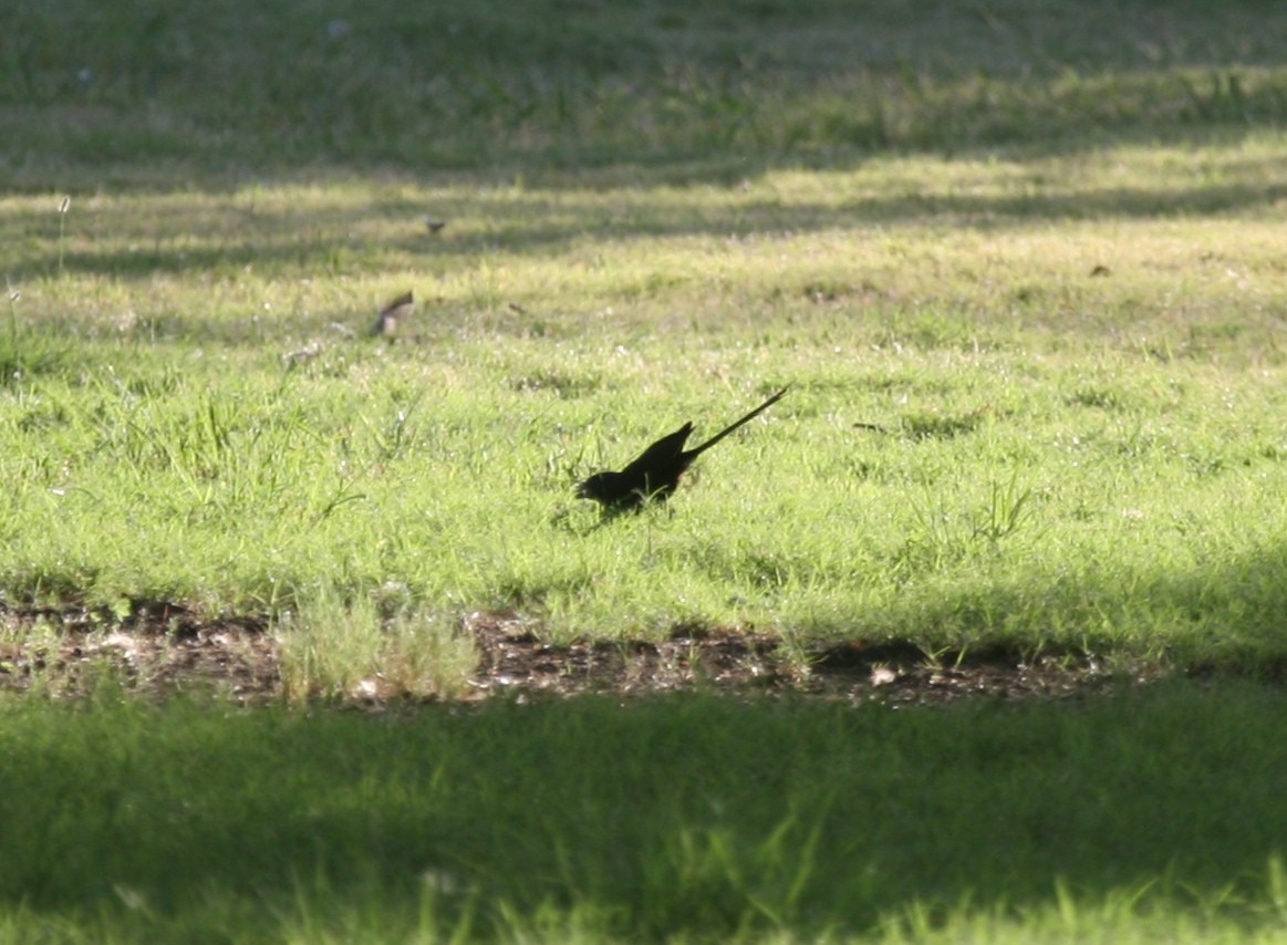 Groove-billed Ani - ML83345521