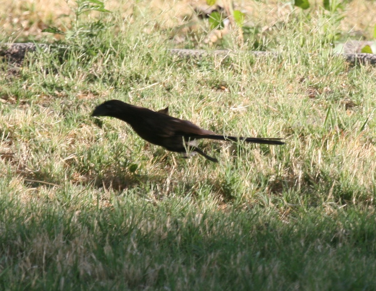 Groove-billed Ani - ML83345541