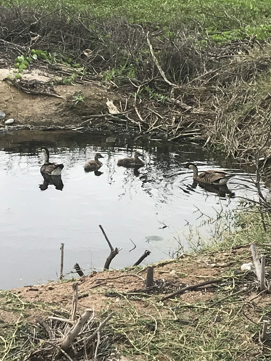 Hawaiian Goose - ML83346851