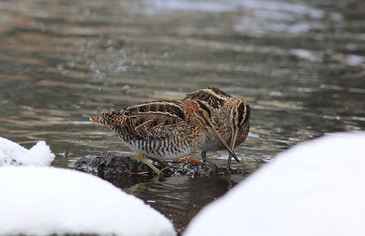 Wilson's Snipe - ML83347571