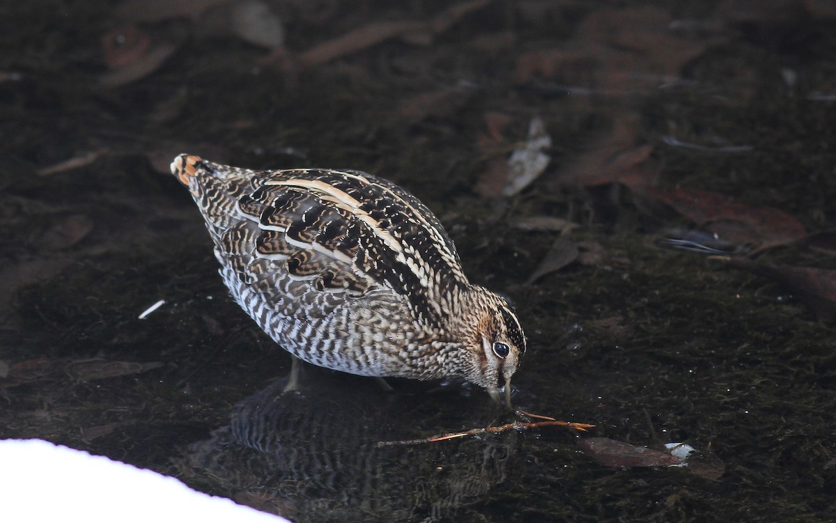 Wilson's Snipe - Eric Hynes