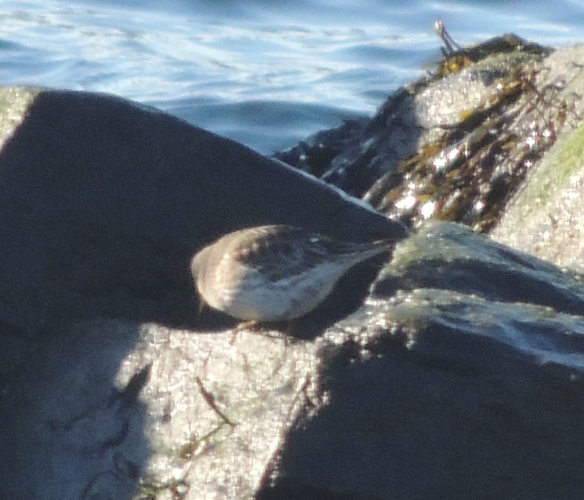 Purple Sandpiper - ML83347881