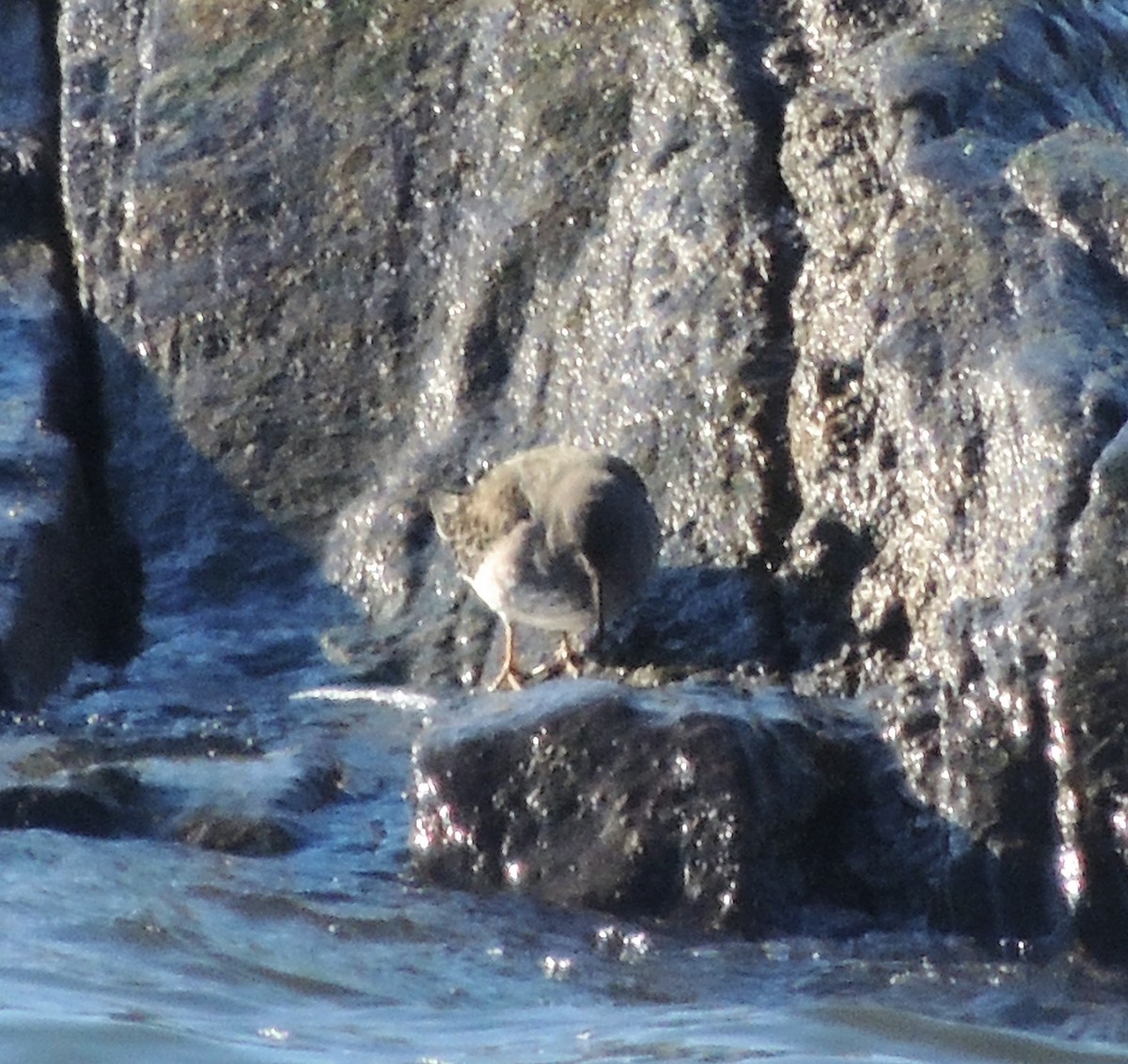 Purple Sandpiper - ML83347891