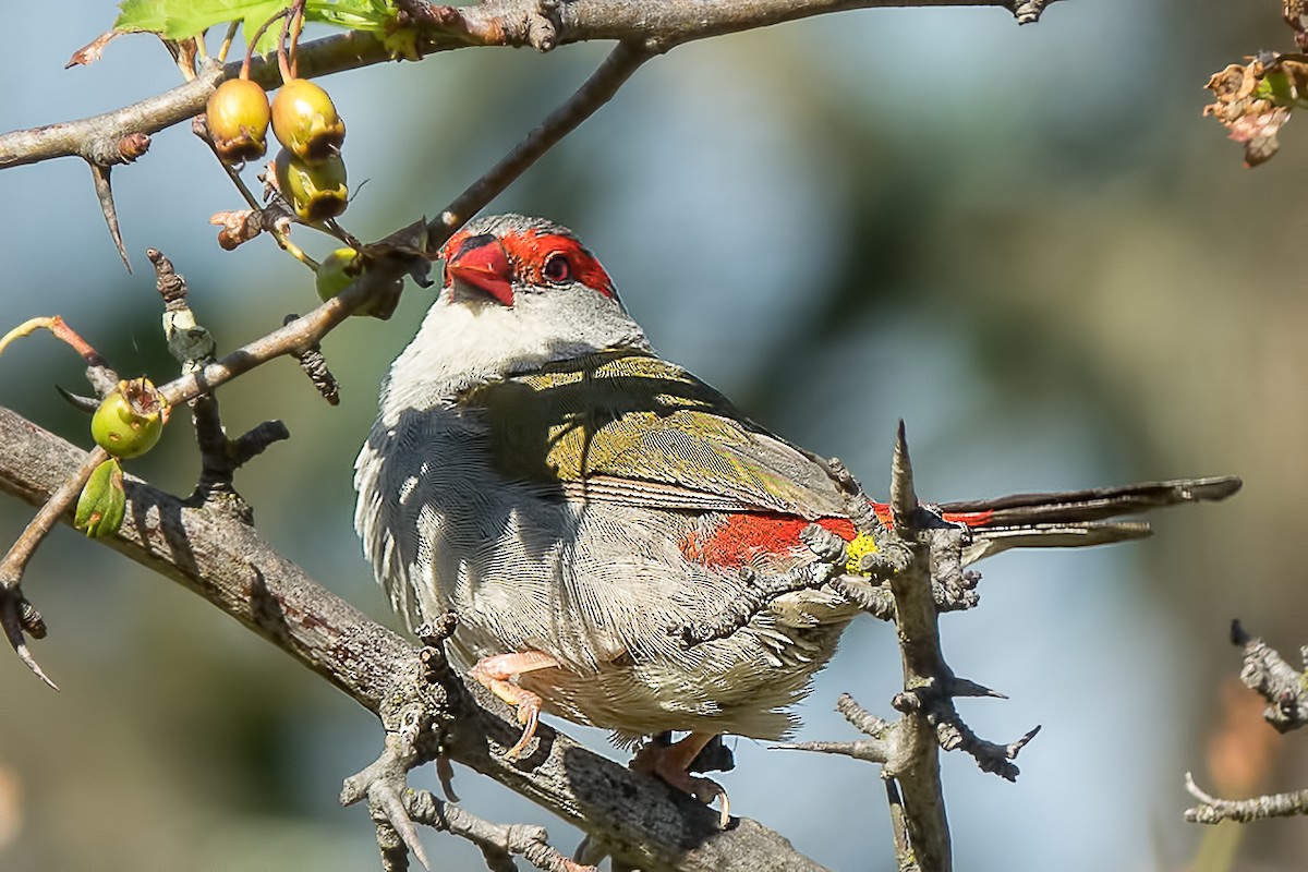 Red-browed Firetail - Cedric Bear