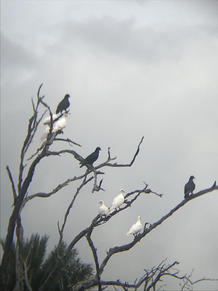 Rock Pigeon (Feral Pigeon) - ML83348811