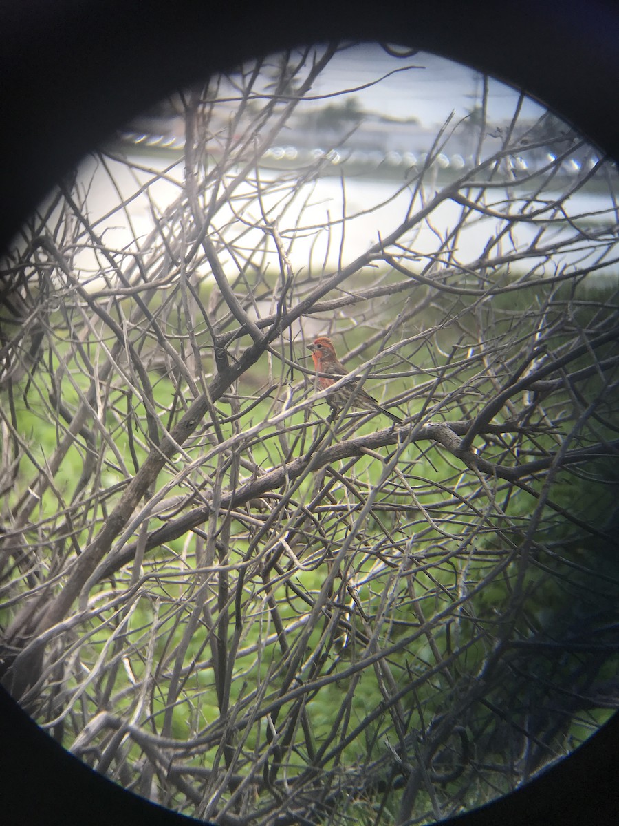 House Finch - ML83348841