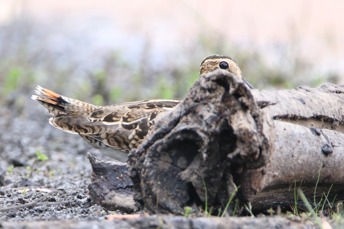 Latham's Snipe - ML83349191