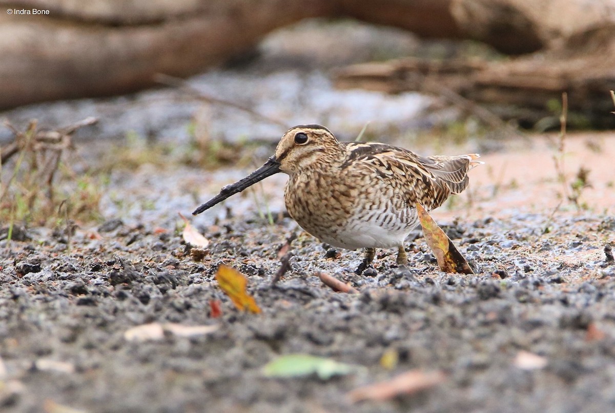 Latham's Snipe - ML83349211