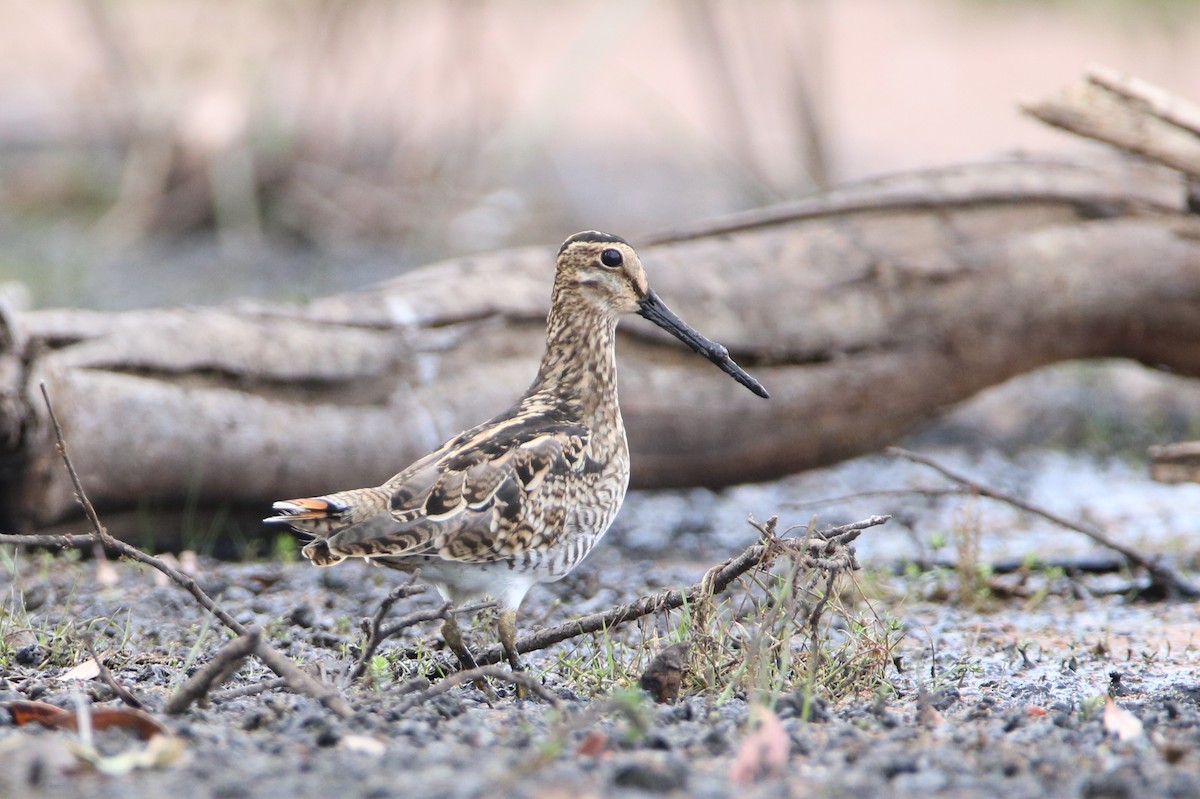 Latham's Snipe - ML83349221