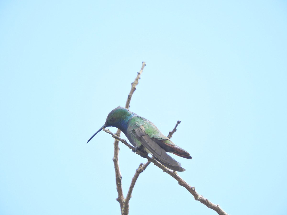 kolibřík tropický - ML83349901
