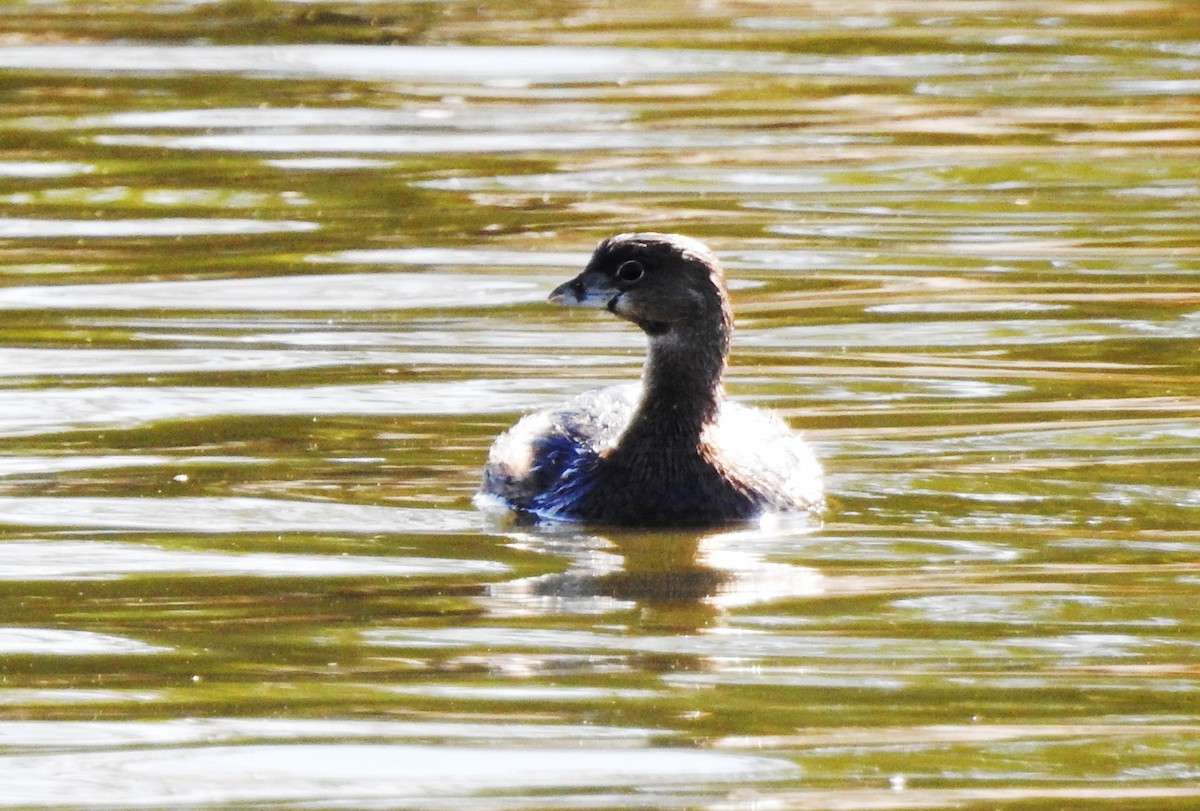 Pied-billed Grebe - ML83349941