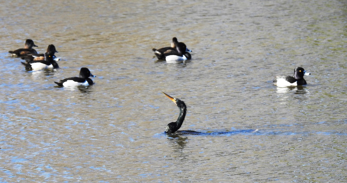 Anhinga d'Amérique - ML83350091