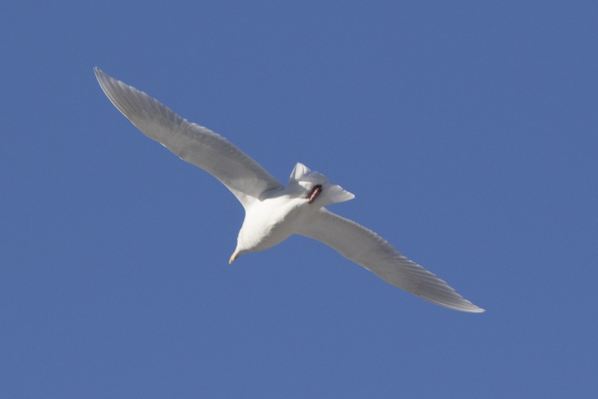 Glaucous Gull - ML83350151