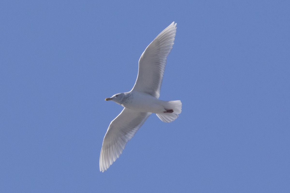 Glaucous Gull - ML83350451