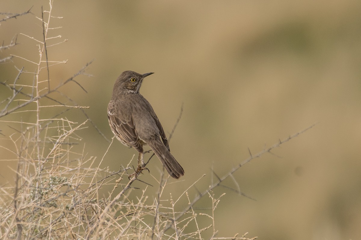 Sage Thrasher - Susan Stanton