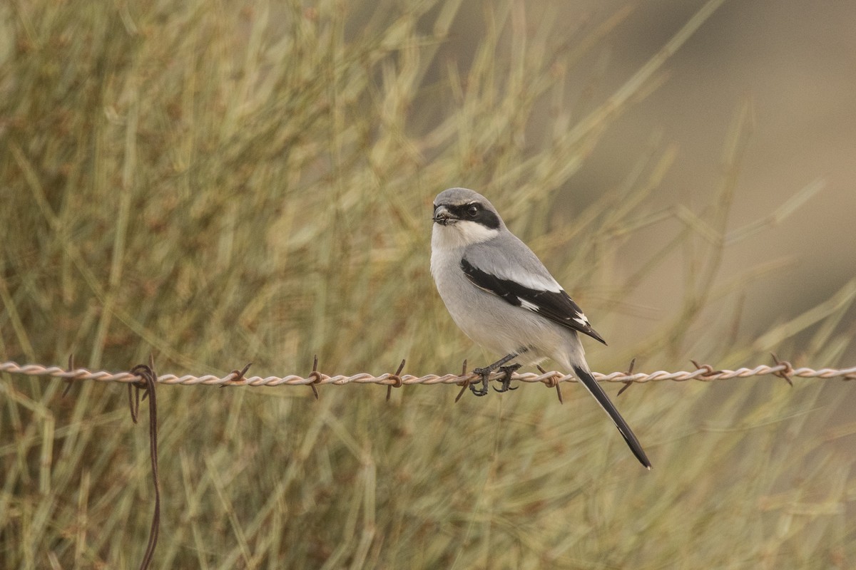 Loggerhead Shrike - Susan Stanton