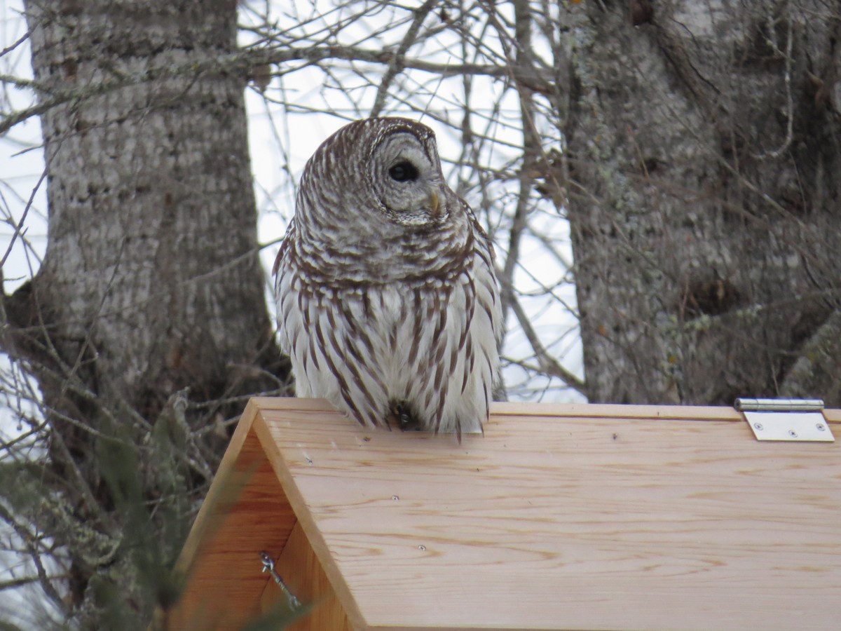 Barred Owl - Myron Peterson