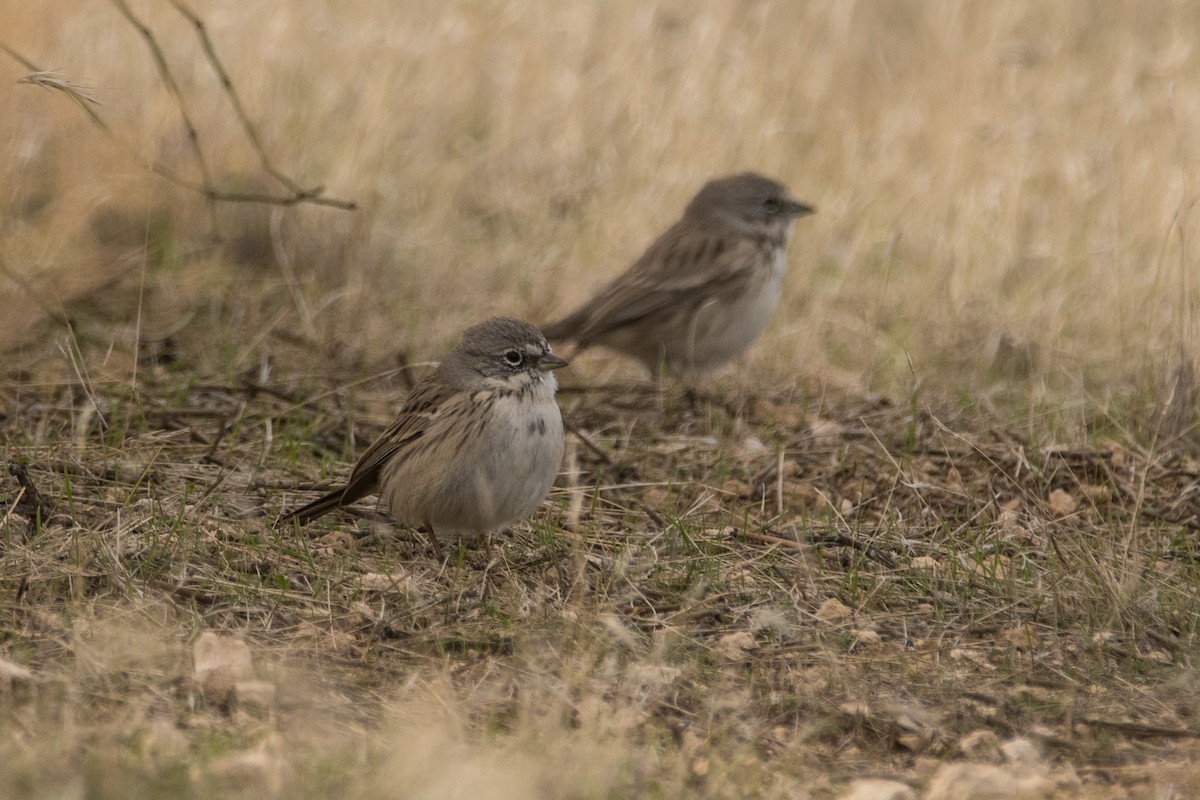 Sagebrush Sparrow - ML83352521