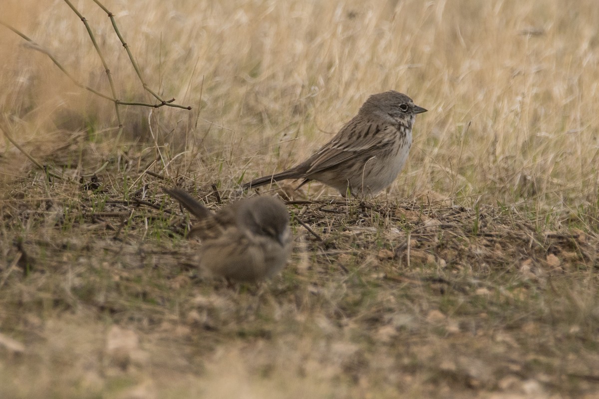 Sagebrush Sparrow - ML83352861