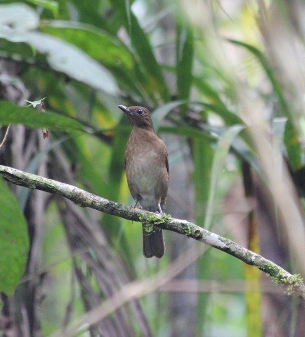 Hauxwell's Thrush - ML83357221