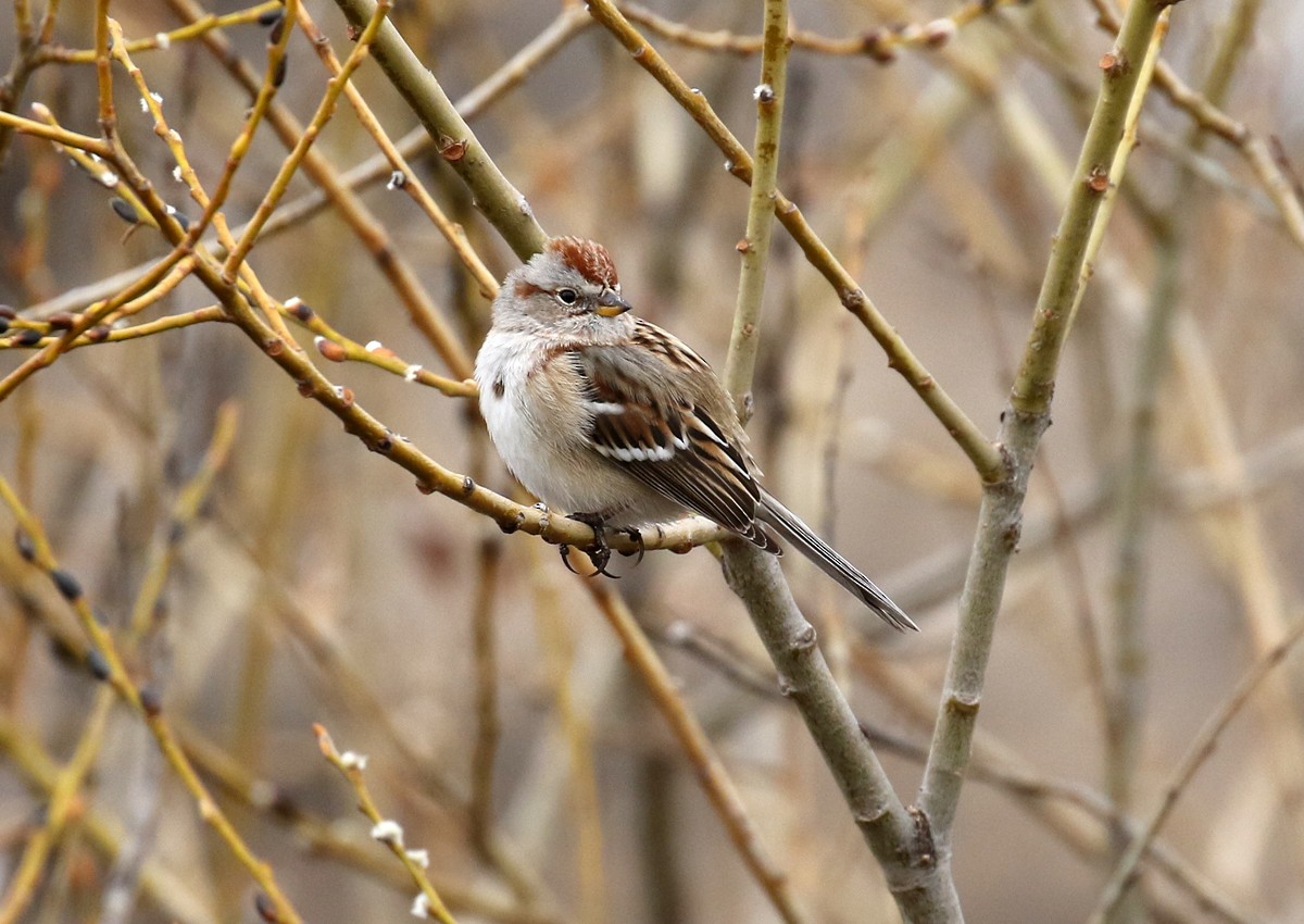 American Tree Sparrow - ML83358101