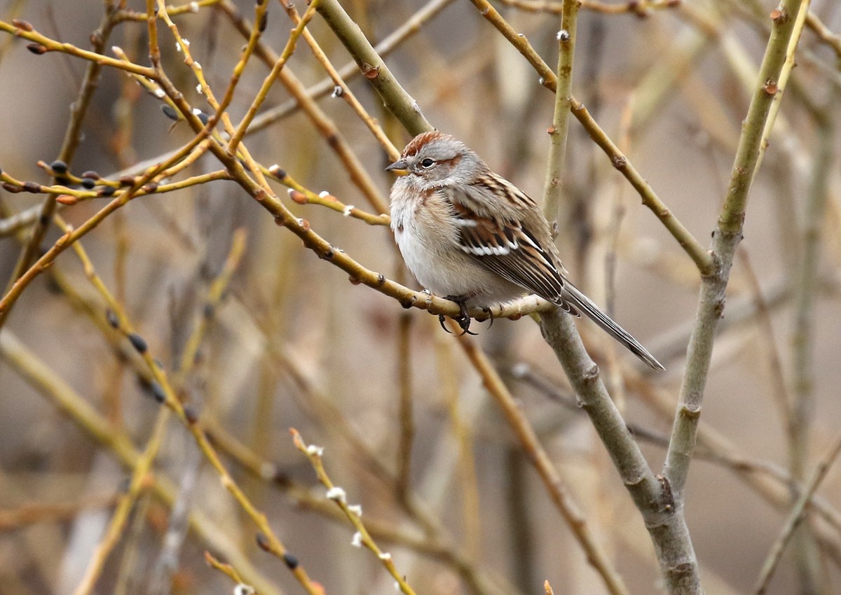 American Tree Sparrow - ML83358111