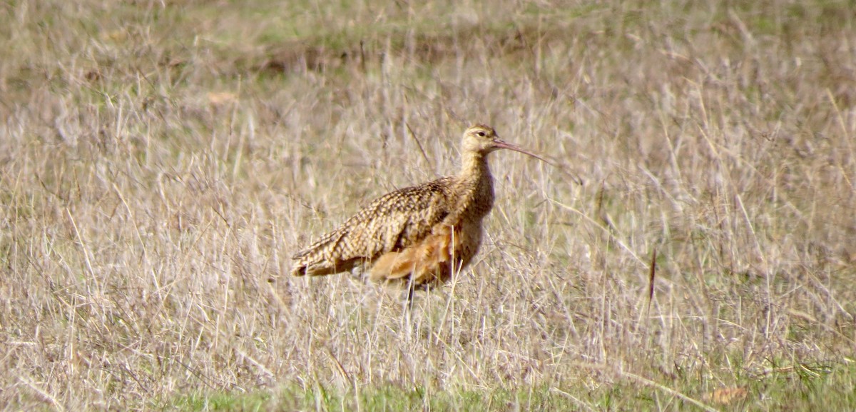 Long-billed Curlew - ML83362161