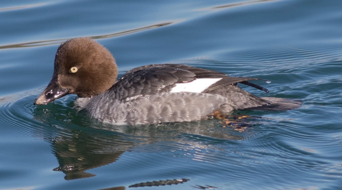 Common Goldeneye - Glenn Berry