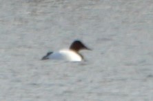 Canvasback - ML83363201