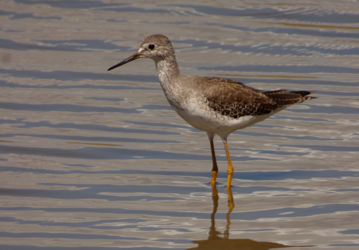 Lesser Yellowlegs - Roselvy Juárez