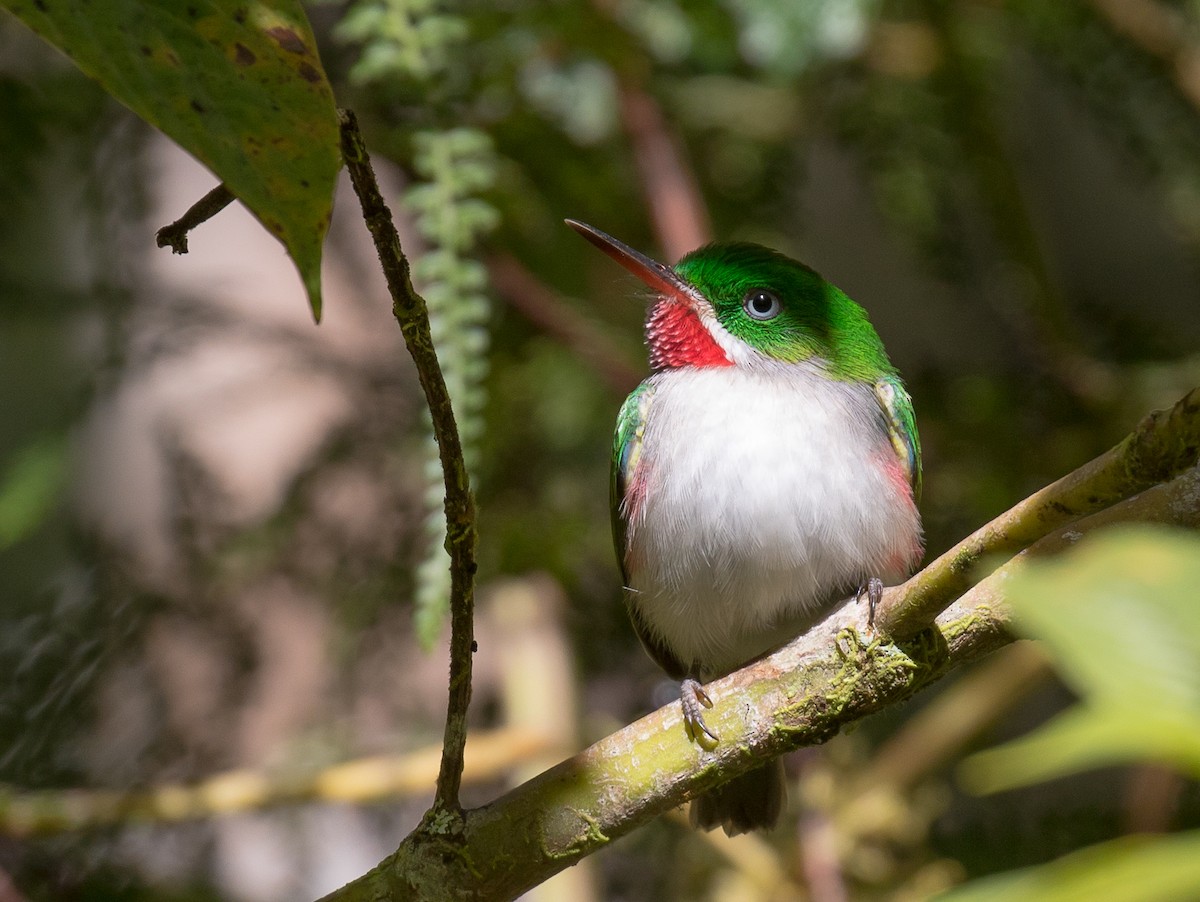 Narrow-billed Tody - Simon Best