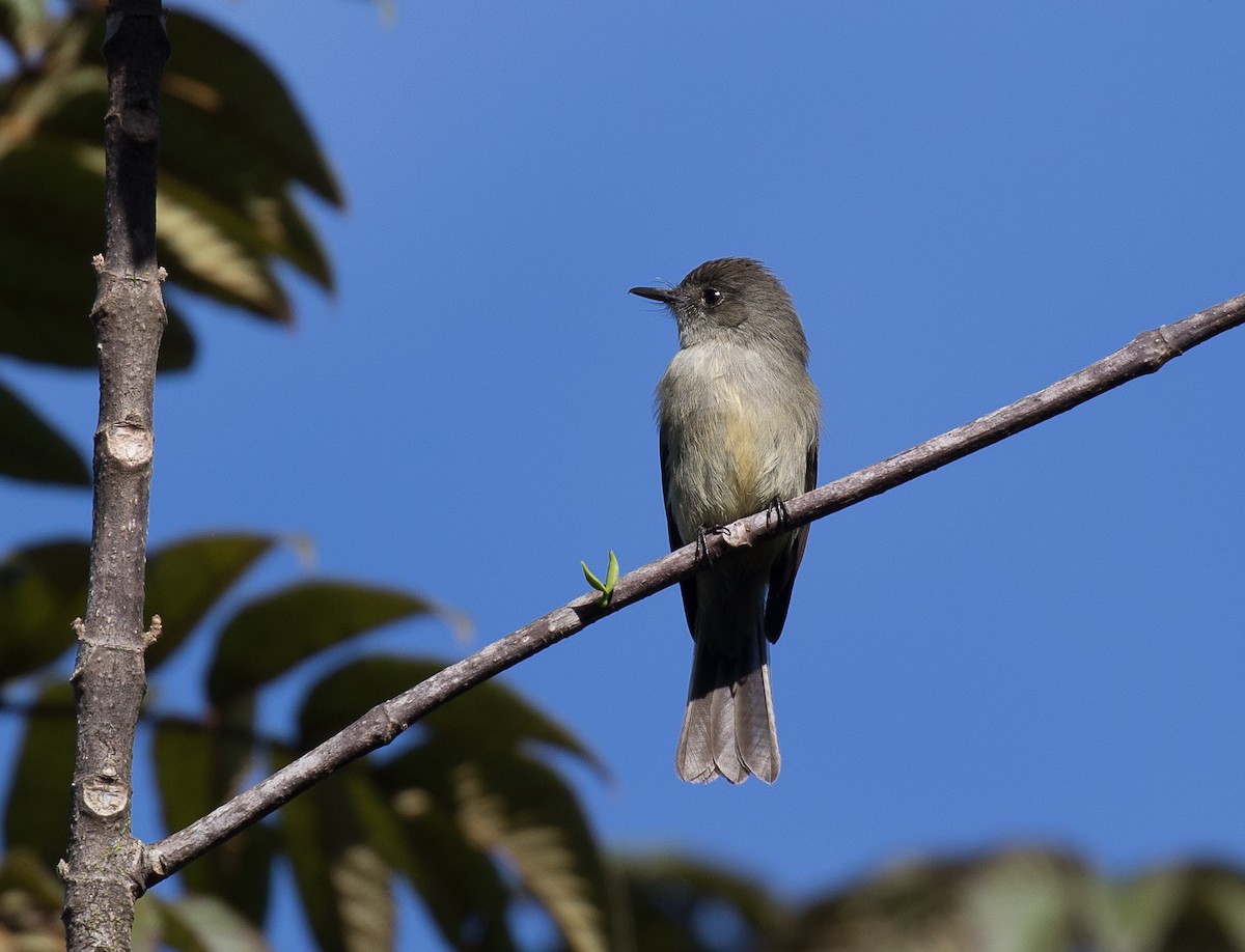 Hispaniolan Pewee - Simon Best