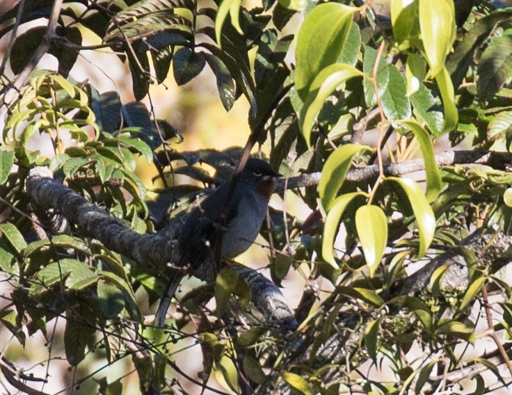 Rufous-throated Solitaire - Simon Best