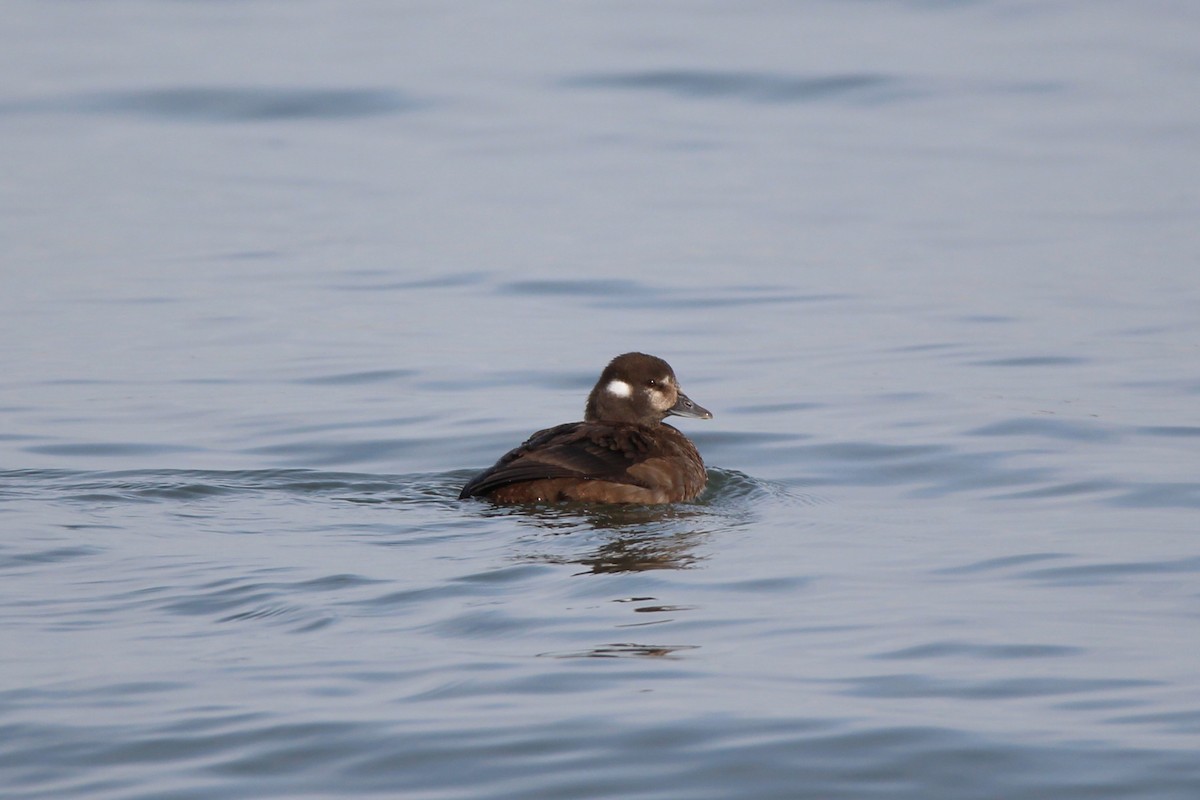 Harlequin Duck - ML83365361